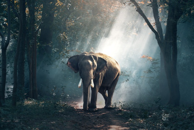 Symboldbild für den sprichwörtlichen Elefanten im Raum: Elefant steht im Wald.