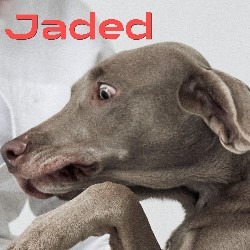 Albumcover "Jaded"