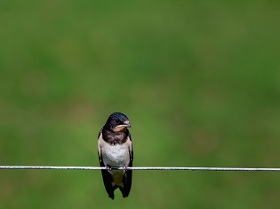 Schwalbe auf Seil; grüner Hintergrund