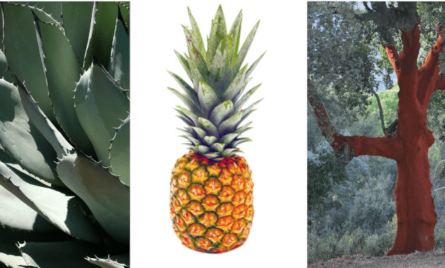 Kaktuspflanze, Ananas und Korkbaum